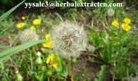 Dandelion P.E. Enhance immunity, top quality,clearing away heat and toxic material, manufacturer and exporter