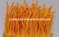 Cordyceps Sinensis Extract,Polysaccharides 15%, Enhance immunity, Reishi Mushroom Extract ,Polysaccharides 30%, Chinese