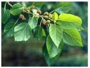 Mulberry Leaf Extract, 1-DNJ 1%, 10：1, Chinese Manufacturer, natural reduce blood glucose, High quality