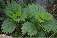 Nettle P.E.   silica1%; 10:1, 100% natural , Fight urinary tract infection, 100% natural high quality, Shaanxi Yongyuan