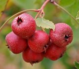 Hawthorn Fruit P.E. Total flavone5%-90%, Cardiovascular Health ,Promoting digest , Chinese manufacturer  hot sale