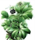 Siberian Ginseng Extract, Eleutherosides(B＋E) 0.8% 1.2%, Antifatigue, Enhancing Immunity, Shannxi Yongyuan Bio-Tech