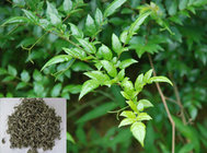 Vine Tea Extract, Dihydromyricetin 98%, Ampelopsin, CAS No.: 27200-12-0, Qualified Chinese supplier