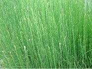 Horsetail Extract, Equisetum Arvense Extract,  Botanical pesticides, herbicides ingredient, Chinese manufacturer