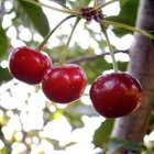 Tart Cherry Extract, Black Cherry Extract, 5:1, Vitamin C 5%,17%, Shaanxi Yongyuan Bio-Tech, qualified exporter