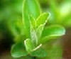 Fisetin (boxwood extract)98% HPLC,  Cotinus coggygria Extract, CAS No.: 528-48-3  natural Analgesic