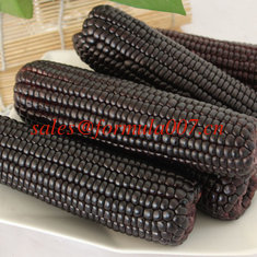 China natural organic purple corn farm foods supplier