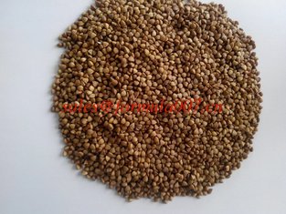 China natural China origined roasted buckwheat kernels exported Russian supplier