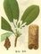 natural bulk herbs exported TCMs Eucommia ulmoides Magnolia officinalis dogwood supplier