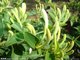 natural herbal medicinal edible tea Radix Isatidis honeysuckle Eleutherococcus Gynostemma supplier