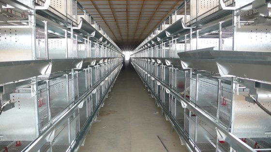 Prefabricated Chicken Shed and Chicken Farm with High Quality