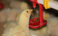 Automatic chicken drinker for poultry farm