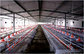 Prefabricated Chicken Shed and Chicken Farm with High Quality