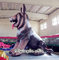Cute Inflatable Dog Model, Inflatable Siberian Husky for Outdoor Display