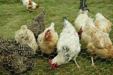 hexagonal wire mesh, chicken wire for bird cage, poultry wire 1/2 hex mesh chicken wire