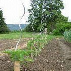 Plant Spiral Support Wire/Tomato Spiral Support