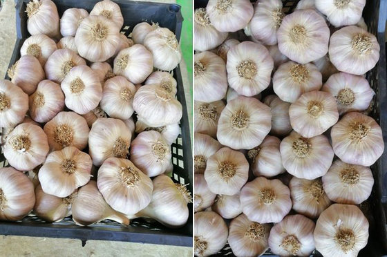 China “Our Output of Dried Garlic Doubled This Season” supplier
