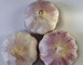 Strong Demand for Egyptian Garlic supplier