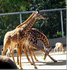 Stainless Steel Giraffe fence/Giraffe enclosure mesh,Stainless Steel Cable Mesh