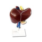 Human Anatomical Model-Model of liver, duodenum and pancreas