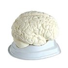 Human Anatomical Model-Brain Model