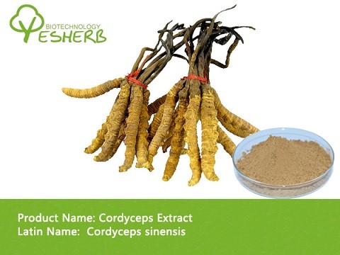 wholesale Chinese cordyceps extract polysaccharide 50% with best price free sample