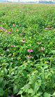 Echinacea Extract /Echinacea Purpurea/Cichoric acid,Polyphenols/CAS NO:90028-20-9