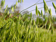 70% Beta-Glucan Natural Plant Extract Powder Oat Grass Extract /Avena fatua L