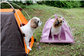 Outdoor sun protection small and medium-sized dog pet nest, special kennel cat litter puppy tent wholesale, spot supplier