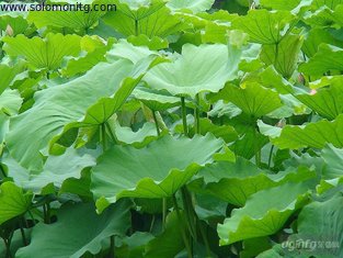 China Lotus Leaf Extract/Nelumbo Nucifera Extract/Folium Nelumbinis Extract supplier