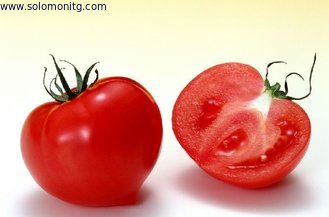 new product tomato ketchup powder china wholesale --Solanum lycopersicum