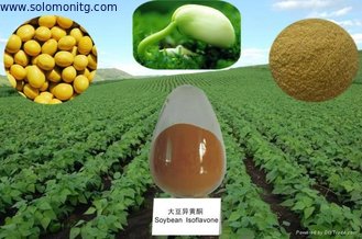 Immune & anti-fatigue Soy Bean Extract / Immunity boosters vitamins plant extract soy isof