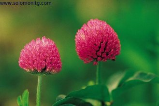 GMP&ISO 100% natural isoflavones 8%, 20%, 40% red clover extract benefits