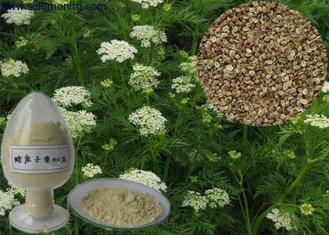 China wholesale Fructus cnidii extract powder-- Cnidium Monnieri (L.) Cuss