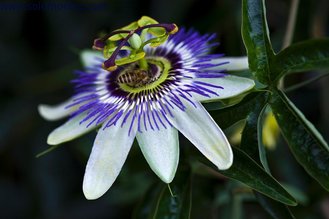 Passiflora Quadrangularis Extract, Passion Fruit Extract with rich experience in EU market