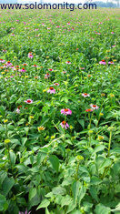 Pure Natural Echinacea Purpurea P.E With Polyphenols 4%,7% by UV, Chicoric Acid 2%,4% by HPLC
