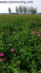China high Quality Echinacea Purpurea Extract 1%-4% Cichoric Acid -Echinacea purpurea supplier