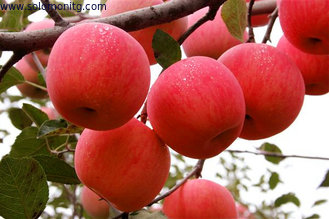 Wholesale : Top Quality Chinese Fresh Apple / Fresh Apple Bulk / Red Fuji Apple Price In Netherlands Market