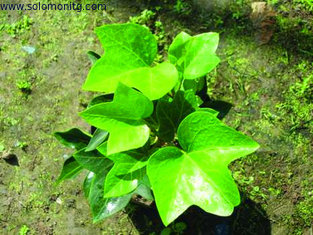 Ivy Leaf Extract 5%~20% Hederacoside C (Hvedera helix L.) with rich experience in EU market