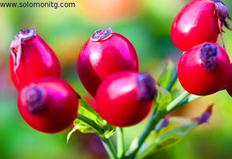 Rose Hips Extract Powder with 10:1/5%-20% Rose Polyphenols/Vitamin C 5-17%