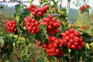 Chinese new harvest Hawthorn Fruit Extract, 5% Flavones/ Hawthorne Berry Extract