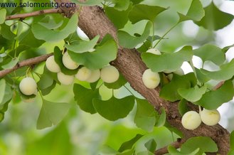 China Organic Ginkgo Biloba Leaf Extract Powder/Flavones 24% Terpene Lactones 6%/Ginkgo Biloba Extract supplier
