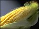 top quality zea mays corn silk extract --Zea mays L. -corn silk extract hair nourishing