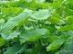 Manufacturer Supply natural high quality lotus leaf extract, Nelumbo Nucifera Gaertn. -Folium Nelumbinis