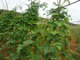 Isoflavones 40%-90% Qure Natural Kudzu Root Extract --Pueraria Lobata (Wild.) ohwi