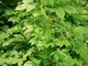 80% Gypenoside UV Yellowish Powder Gynostemma Pentaphyllum Stem and Leaf Extract