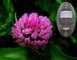 Trifolium pratense L. With 8%,20%,40% Isoflavones benefits healthcare ingredient application