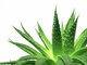 Top Quality 10:1 aloe vera extract powder,Aloe barbadensis Miller, Aloe vera L.