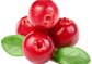 high quality cranberry fruit powder sample free for making juice