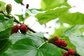 GMP Certified Manufacturer Supply Mulberry Fruit Extract Powder China supplier mulberry fruit powder -- Morus alba L.